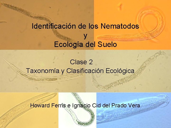 Identificación de los Nematodos y Ecología del Suelo Clase 2 Taxonomía y Clasificación Ecológica
