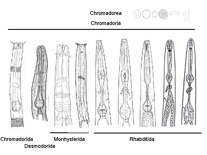 Chromadorea Chromadorida Monhysterida Desmodorida Rhabditida 