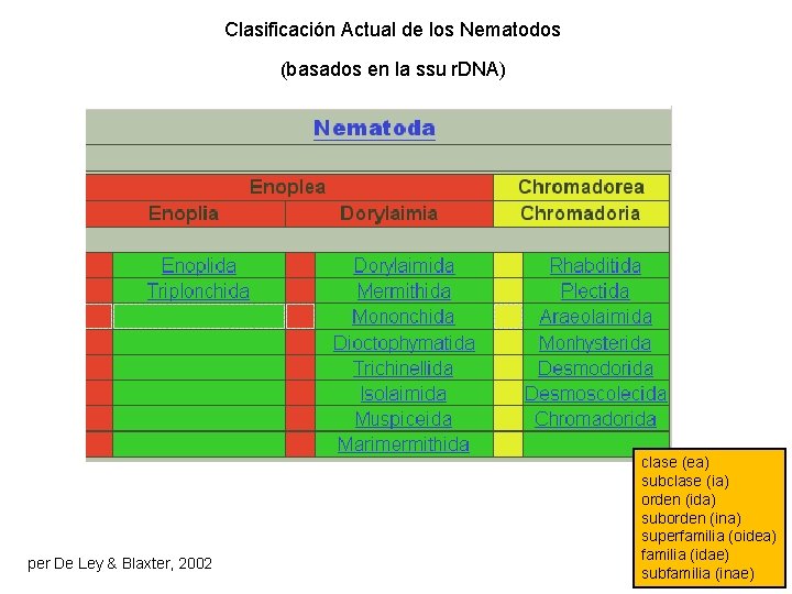 Clasificación Actual de los Nematodos (basados en la ssu r. DNA) per De Ley