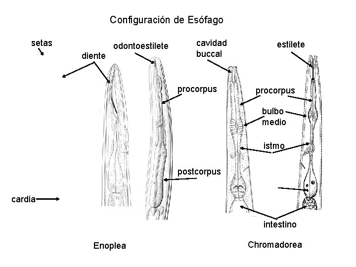 Configuración de Esófago setas diente odontoestilete cavidad buccal procorpus estilete procorpus bulbo medio istmo