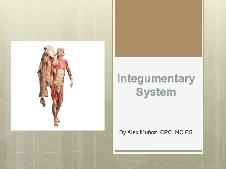 Integumentary System By Alex Muñoz, CPC, NCICS 