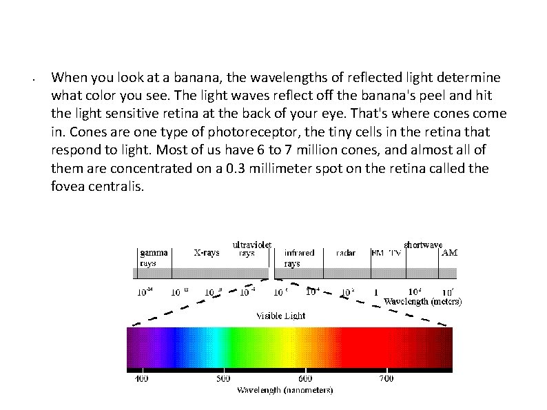  • When you look at a banana, the wavelengths of reflected light determine
