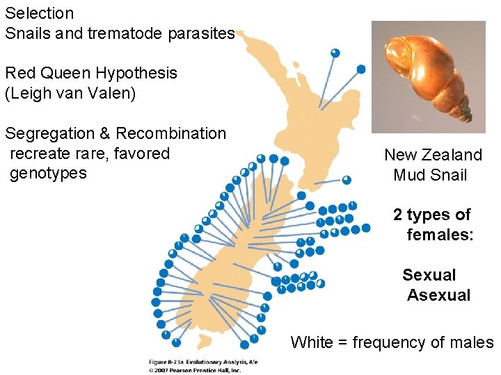 Selection Snails and trematode parasites Red Queen Hypothesis (Leigh van Valen) Segregation & Recombination