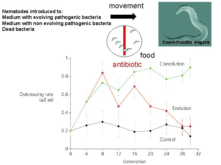 movement Nematodes introduced to: Medium with evolving pathogenic bacteria Medium with non evolving pathogenic