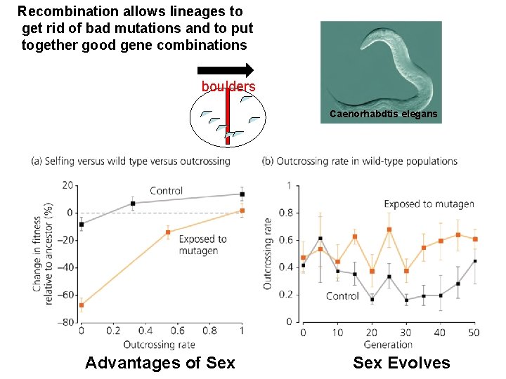 Recombination allows lineages to get rid of bad mutations and to put together good