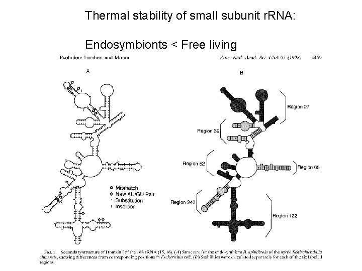Thermal stability of small subunit r. RNA: Endosymbionts < Free living 