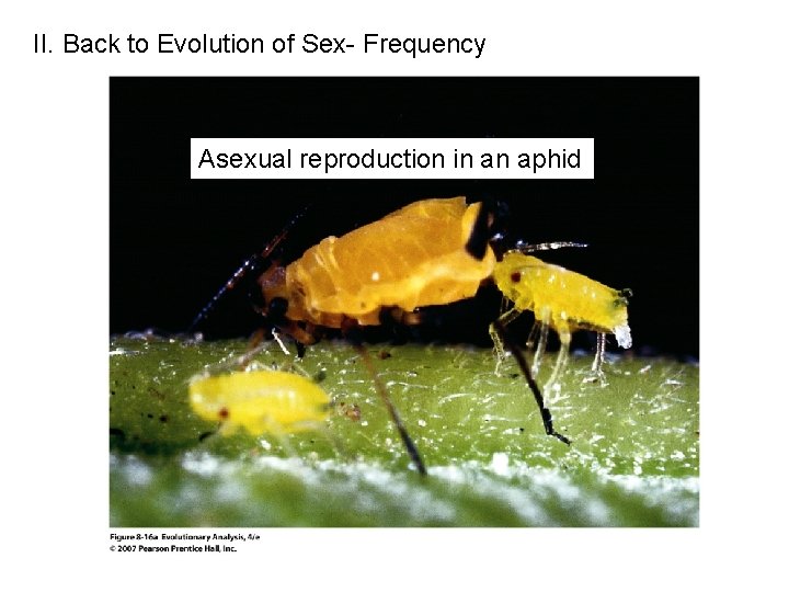 II. Back to Evolution of Sex- Frequency Asexual reproduction in an aphid 