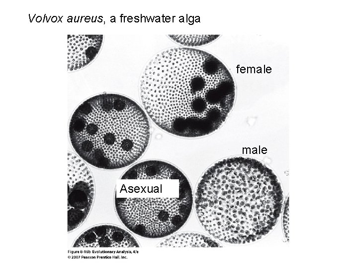 Volvox aureus, a freshwater alga female Asexual 