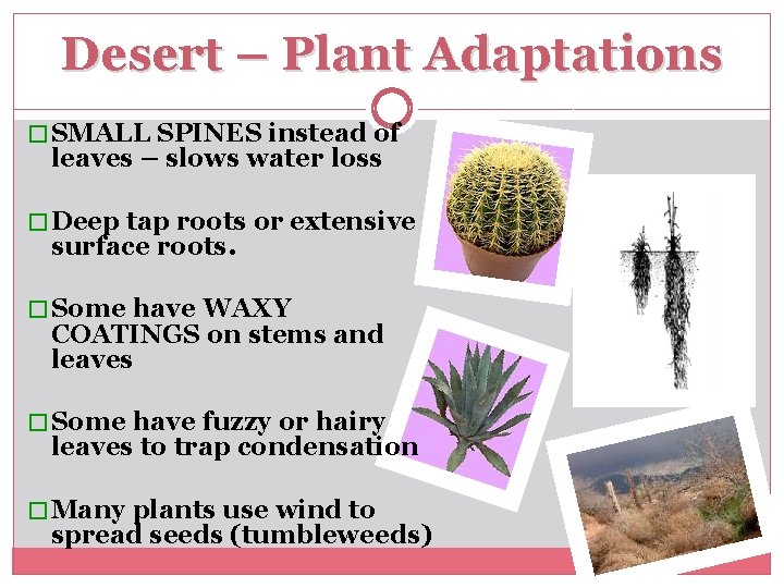 Desert – Plant Adaptations � SMALL SPINES instead of leaves – slows water loss