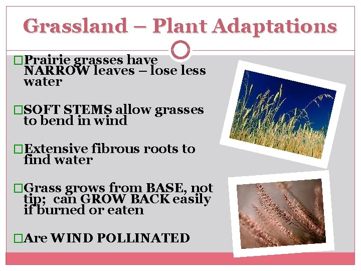 Grassland – Plant Adaptations �Prairie grasses have NARROW leaves – lose less water �SOFT
