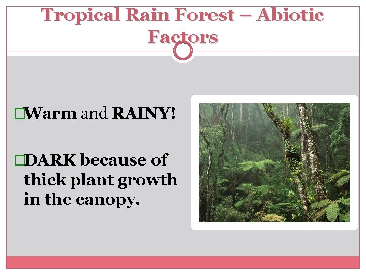 Tropical Rain Forest – Abiotic Factors �Warm and RAINY! �DARK because of thick plant
