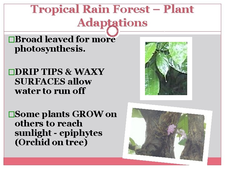 Tropical Rain Forest – Plant Adaptations �Broad leaved for more photosynthesis. �DRIP TIPS &