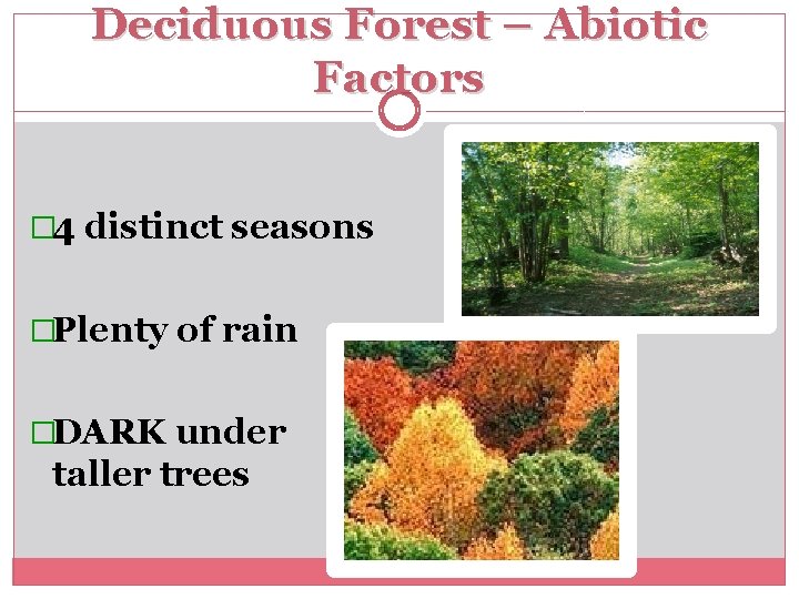 Deciduous Forest – Abiotic Factors � 4 distinct seasons �Plenty of rain �DARK under