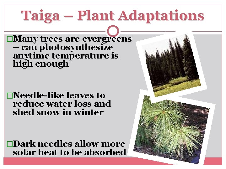 Taiga – Plant Adaptations �Many trees are evergreens – can photosynthesize anytime temperature is