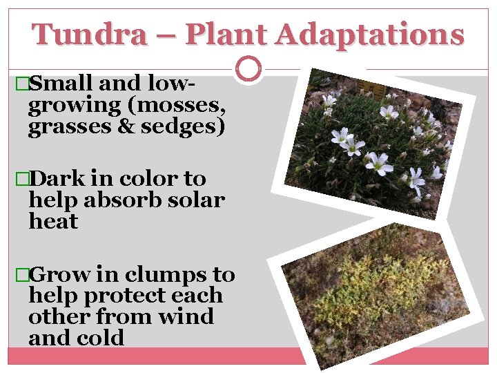 Tundra – Plant Adaptations �Small and low- growing (mosses, grasses & sedges) �Dark in