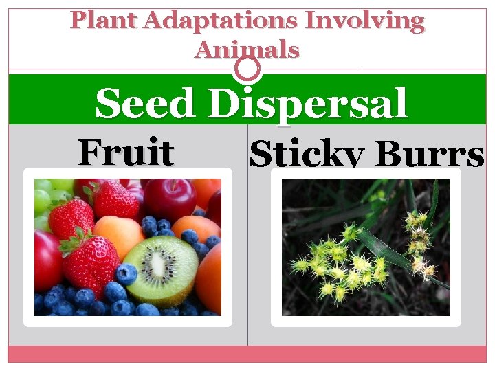 Plant Adaptations Involving Animals Seed Dispersal Fruit Sticky Burrs 