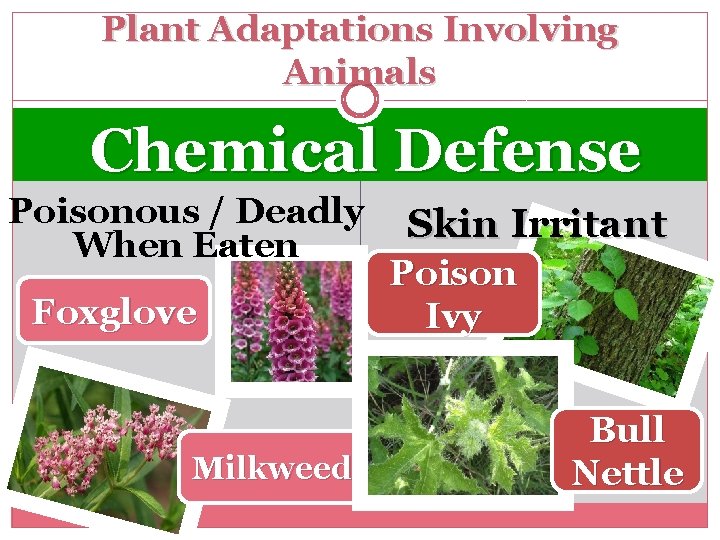 Plant Adaptations Involving Animals Chemical Defense Poisonous / Deadly Skin Irritant When Eaten Poison