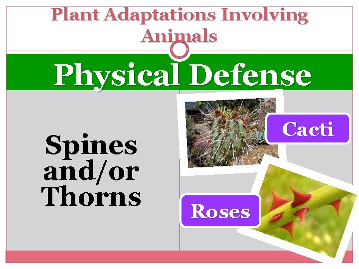 Plant Adaptations Involving Animals Physical Defense Spines and/or Thorns Cacti Roses 