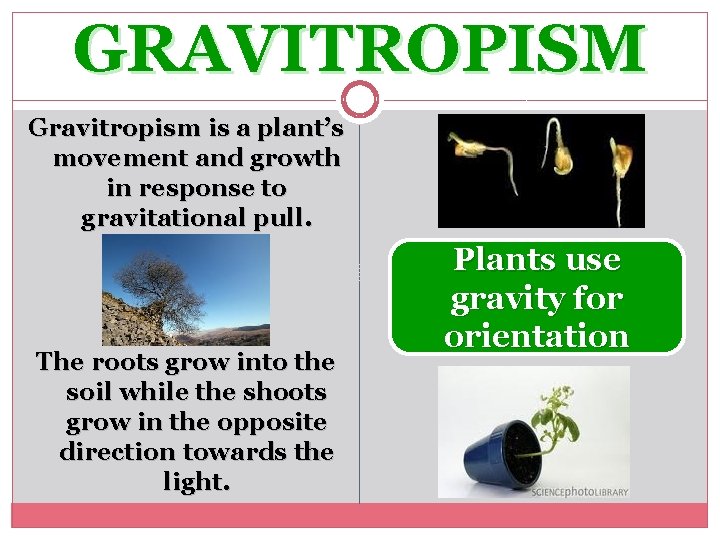 GRAVITROPISM Gravitropism is a plant’s movement and growth in response to gravitational pull. The