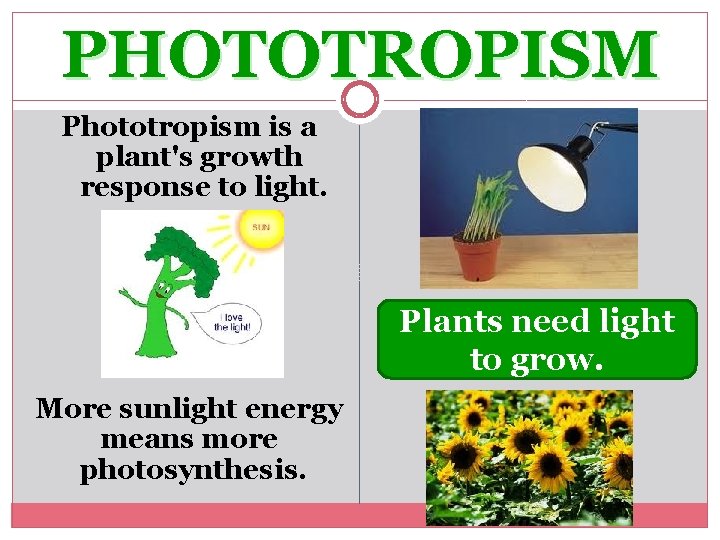 PHOTOTROPISM Phototropism is a plant's growth response to light. Plants need light to grow.