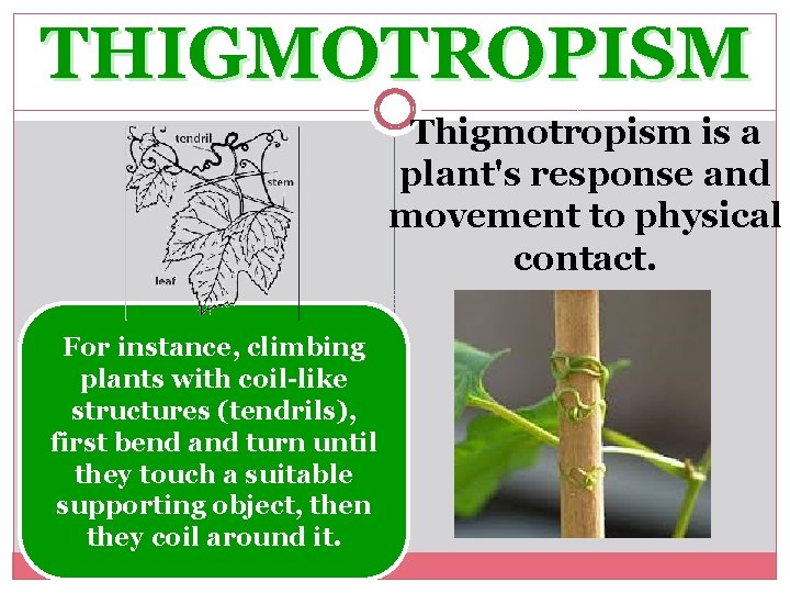 THIGMOTROPISM Thigmotropism is a plant's response and movement to physical contact. For instance, climbing