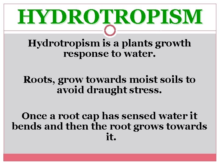 HYDROTROPISM Hydrotropism is a plants growth response to water. Roots, grow towards moist soils