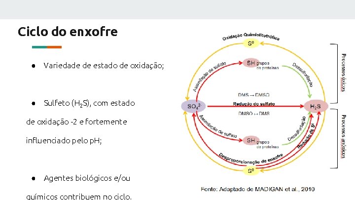 processos-biolgicos-de-remoo-de-compostos-de-enxofre