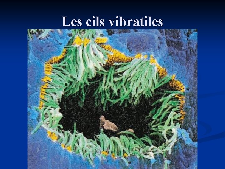 Les cils vibratiles 