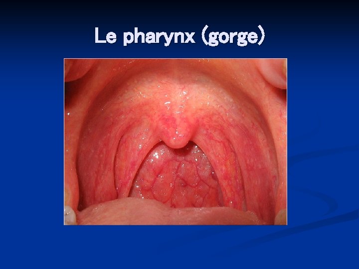 Le pharynx (gorge) 