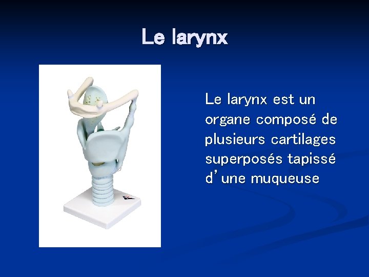 Le larynx est un organe composé de plusieurs cartilages superposés tapissé d’une muqueuse 