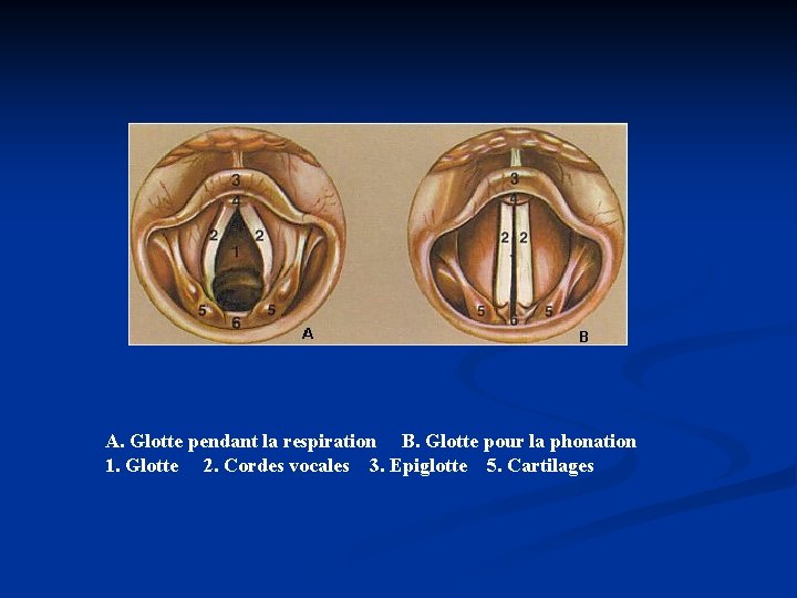A. Glotte pendant la respiration B. Glotte pour la phonation 1. Glotte 2. Cordes