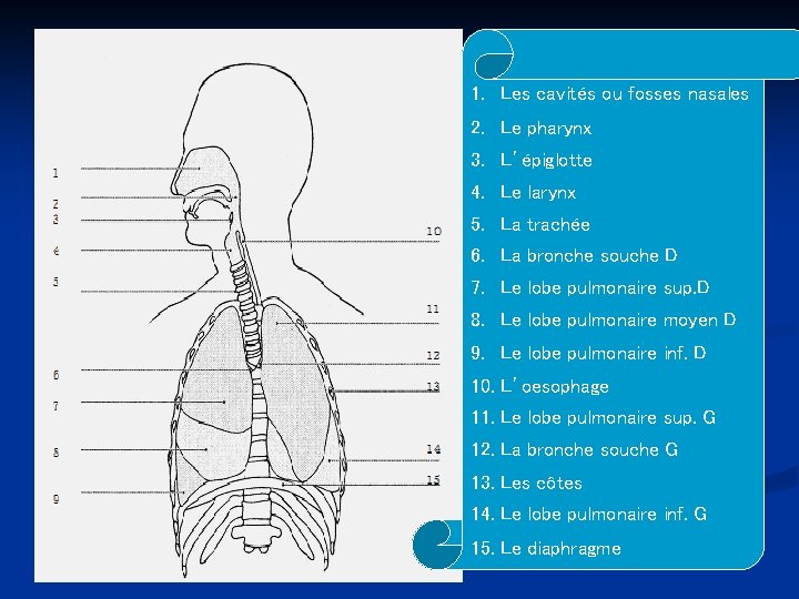 1. Les cavités ou fosses nasales 2. Le pharynx 3. L’épiglotte 4. Le larynx