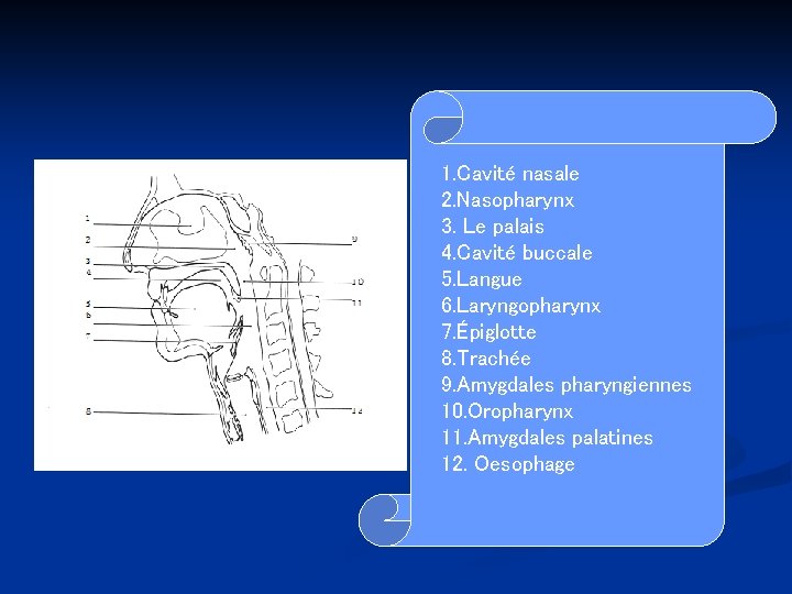 1. Cavité nasale 2. Nasopharynx 3. Le palais 4. Cavité buccale 5. Langue 6.
