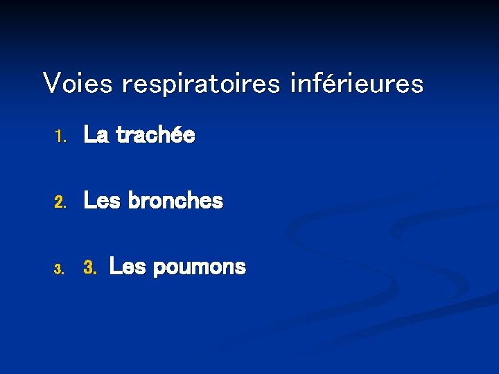 Voies respiratoires inférieures 1. La trachée 2. Les bronches 3. Les poumons 