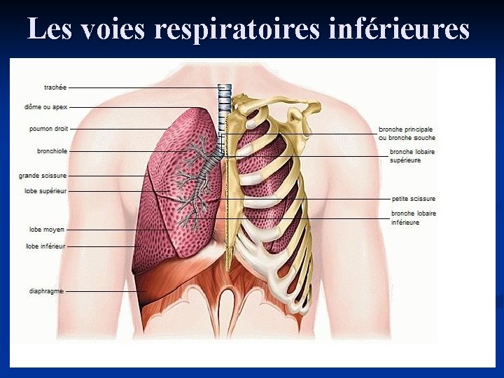 Les voies respiratoires inférieures 
