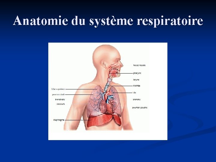 Anatomie du système respiratoire 