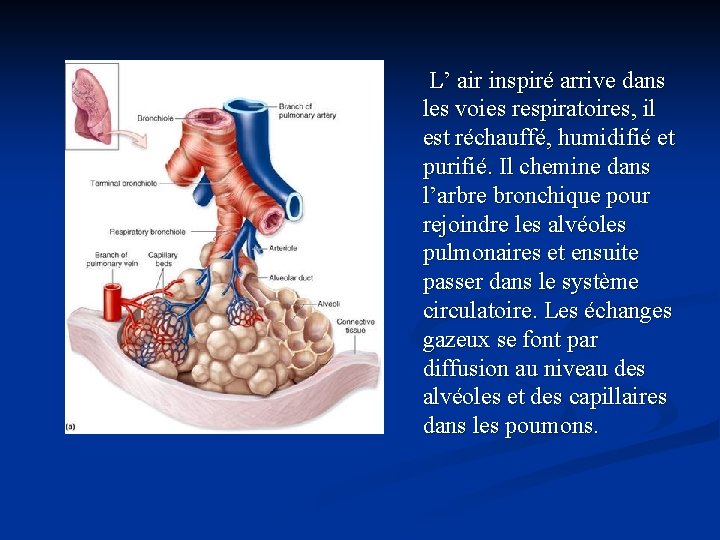 L’ air inspiré arrive dans les voies respiratoires, il est réchauffé, humidifié et purifié.