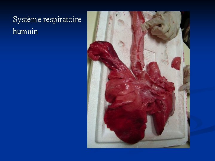 Système respiratoire humain 