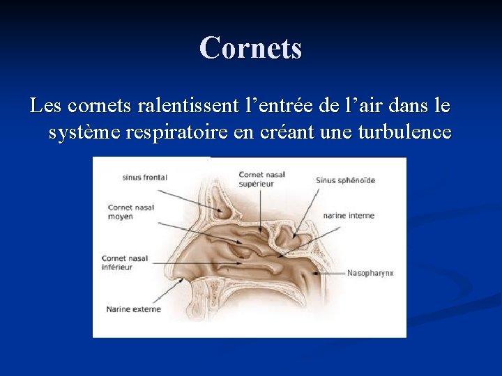 Cornets Les cornets ralentissent l’entrée de l’air dans le système respiratoire en créant une