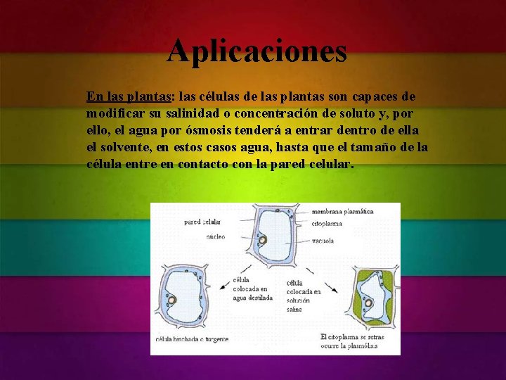 Aplicaciones En las plantas: las células de las plantas son capaces de. modificar su Aplicaciones En las plantas: las células de las plantas son capaces de. modificar su