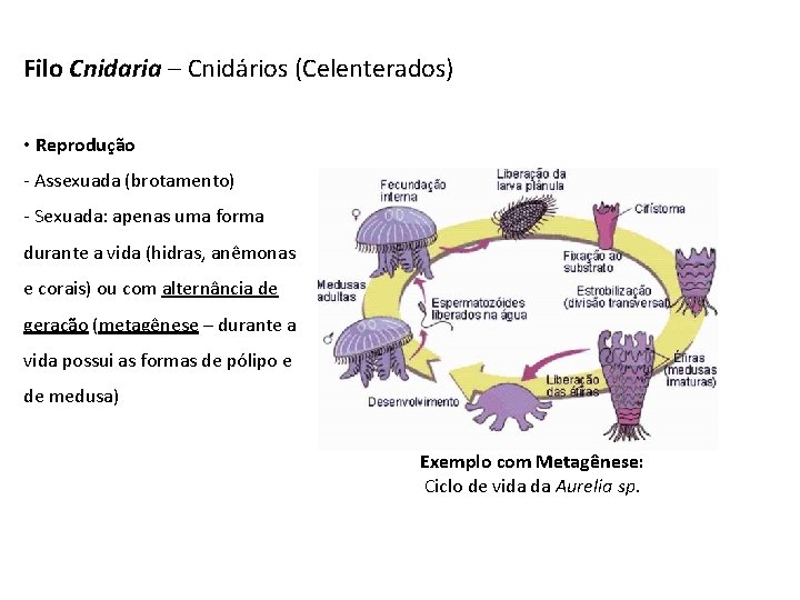 Filo Cnidaria – Cnidários (Celenterados) • Reprodução - Assexuada (brotamento) - Sexuada: apenas uma