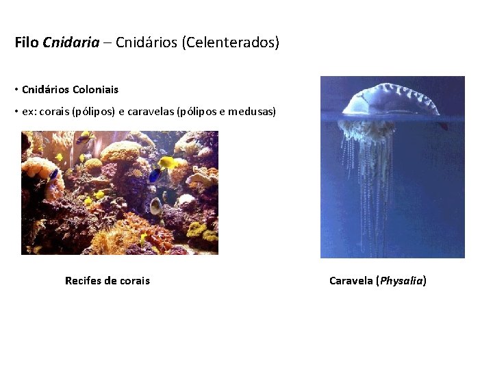 Filo Cnidaria – Cnidários (Celenterados) • Cnidários Coloniais • ex: corais (pólipos) e caravelas