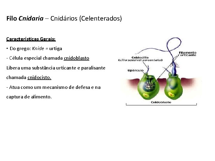Filo Cnidaria – Cnidários (Celenterados) Características Gerais: • Do grego: Knide = urtiga -