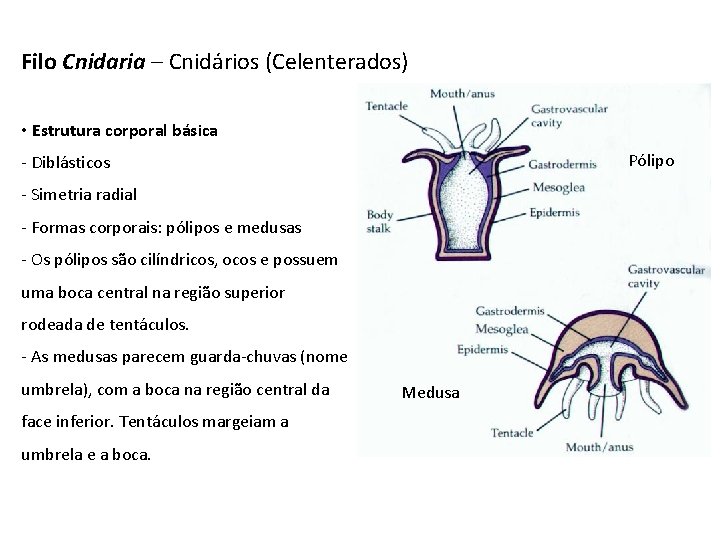 Filo Cnidaria – Cnidários (Celenterados) • Estrutura corporal básica Pólipo - Diblásticos - Simetria