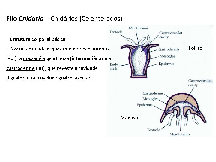 Filo Cnidaria – Cnidários (Celenterados) • Estrutura corporal básica Pólipo - Possui 3 camadas: