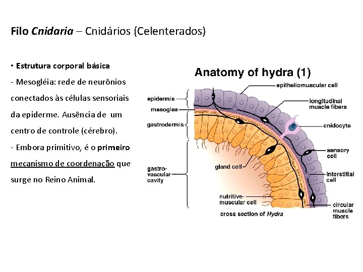 Filo Cnidaria – Cnidários (Celenterados) • Estrutura corporal básica - Mesogléia: rede de neurônios