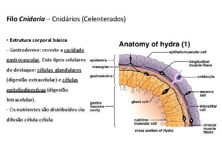 Filo Cnidaria – Cnidários (Celenterados) • Estrutura corporal básica - Gastroderme: reveste a cavidade