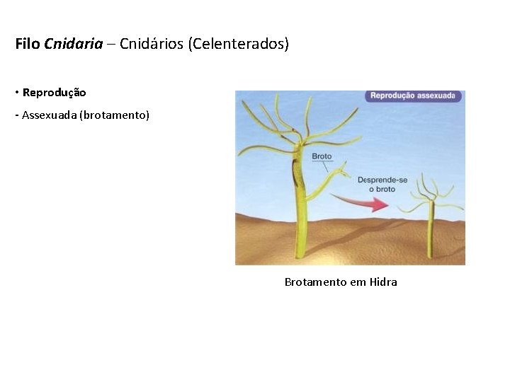 Filo Cnidaria – Cnidários (Celenterados) • Reprodução - Assexuada (brotamento) Brotamento em Hidra 