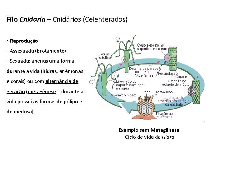 Filo Cnidaria – Cnidários (Celenterados) • Reprodução - Assexuada (brotamento) - Sexuada: apenas uma