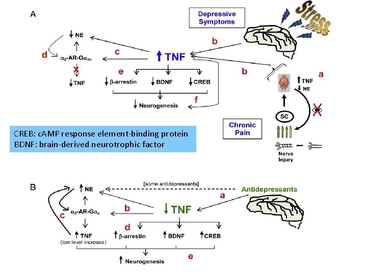 CREB: c. AMP response element-binding protein BDNF: brain-derived neurotrophic factor 